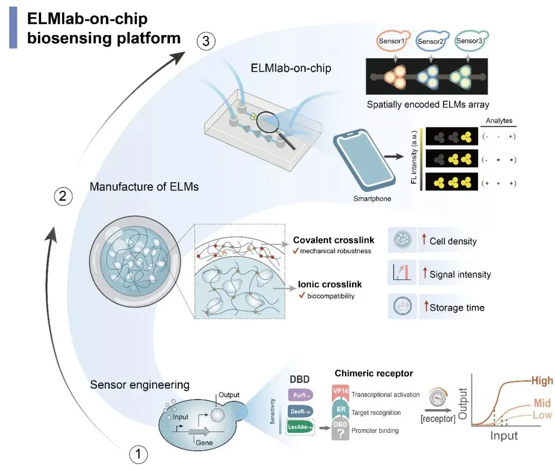 beat365在线体育app