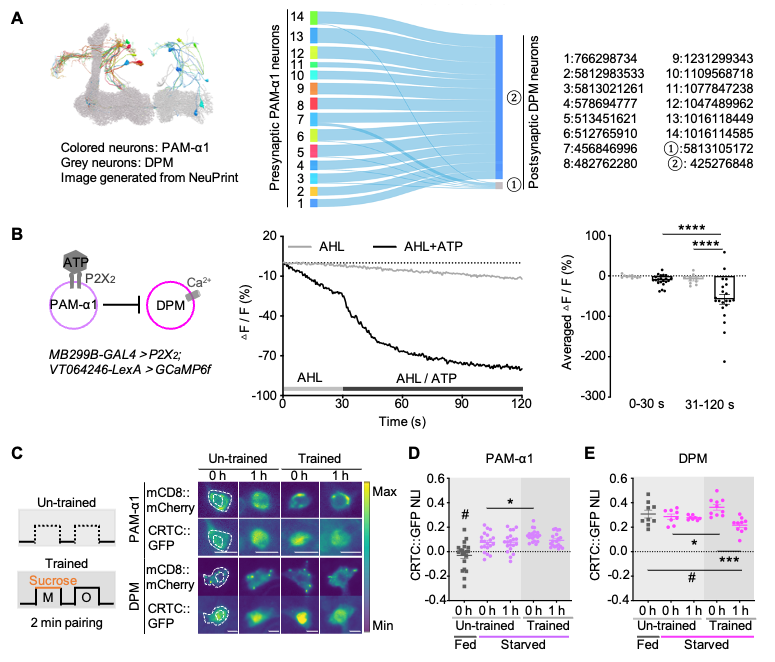 beat365在线体育app