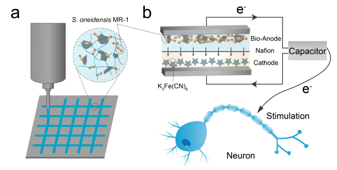 beat365在线体育app