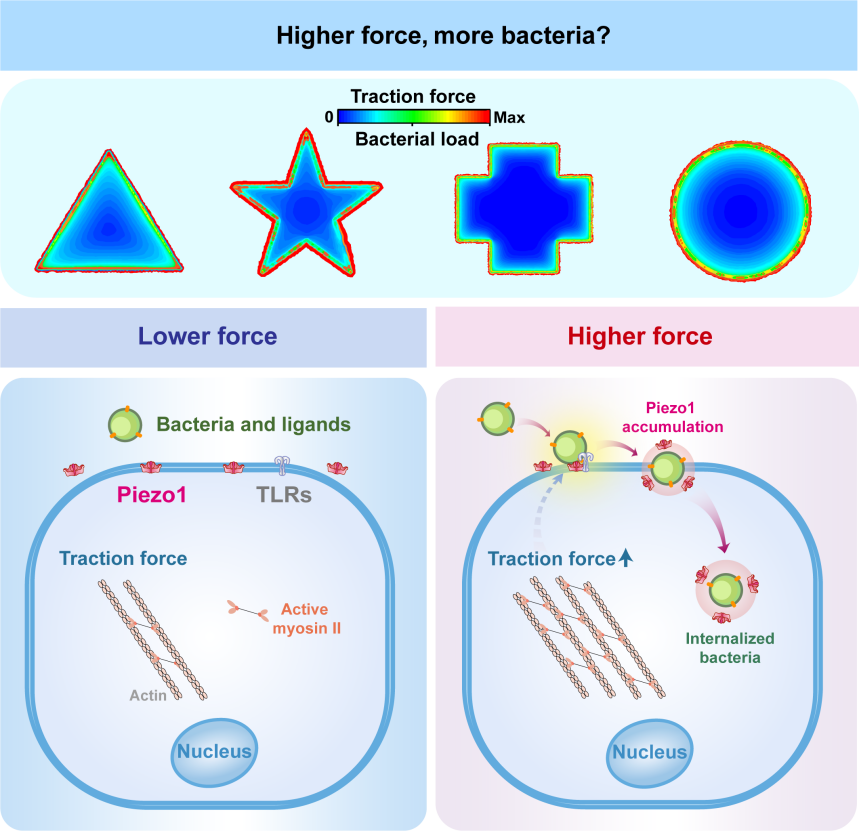 beat365在线体育app