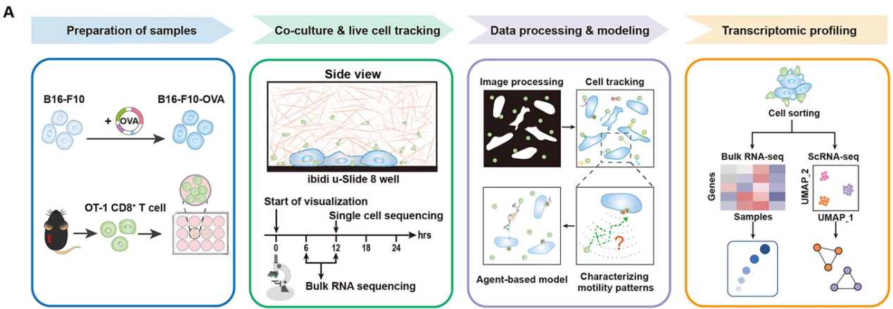 beat365在线体育app
