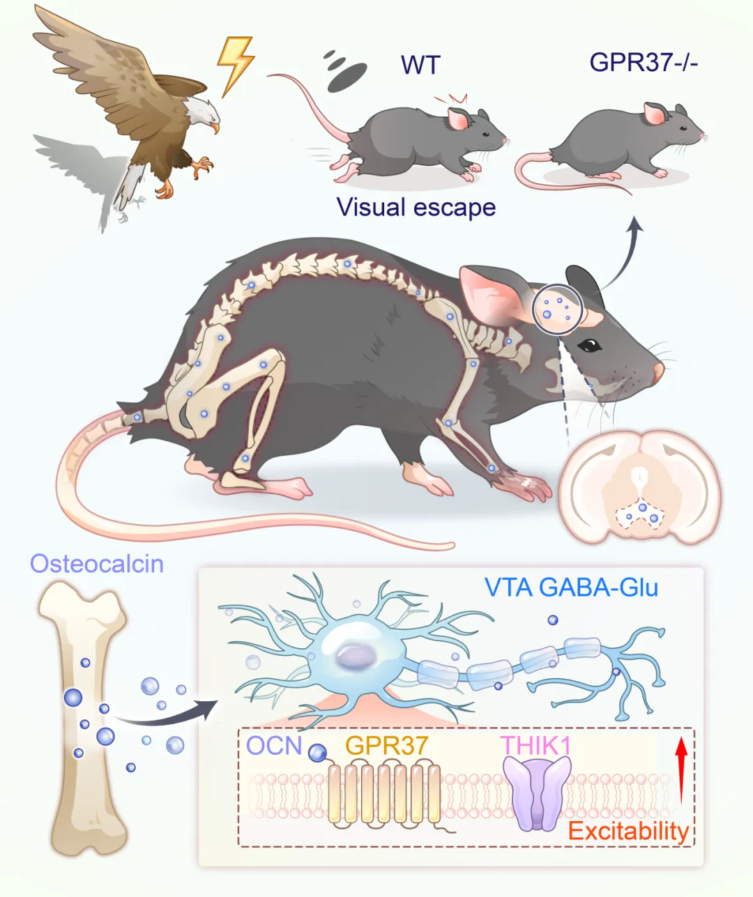beat365在线体育app