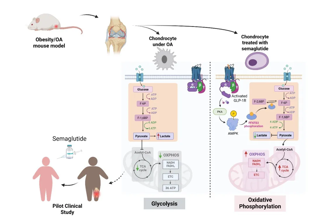 beat365在线体育app