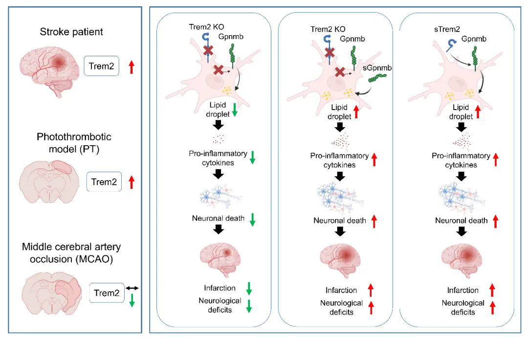 beat365在线体育app