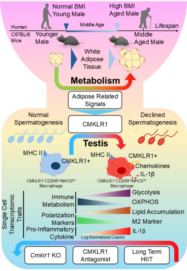 beat365在线体育app
