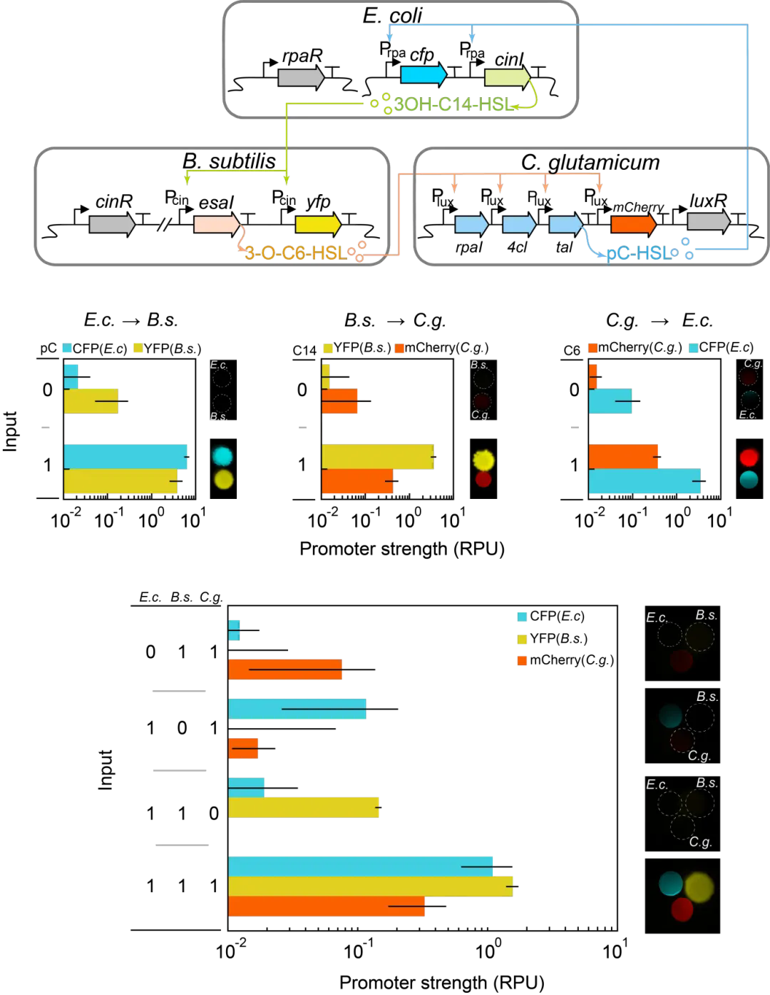 beat365在线体育app