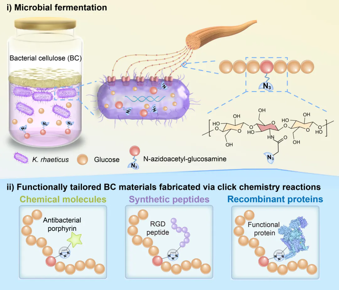 beat365在线体育app