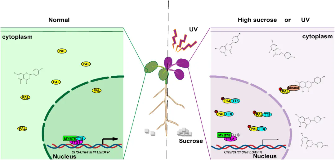 beat365在线体育app