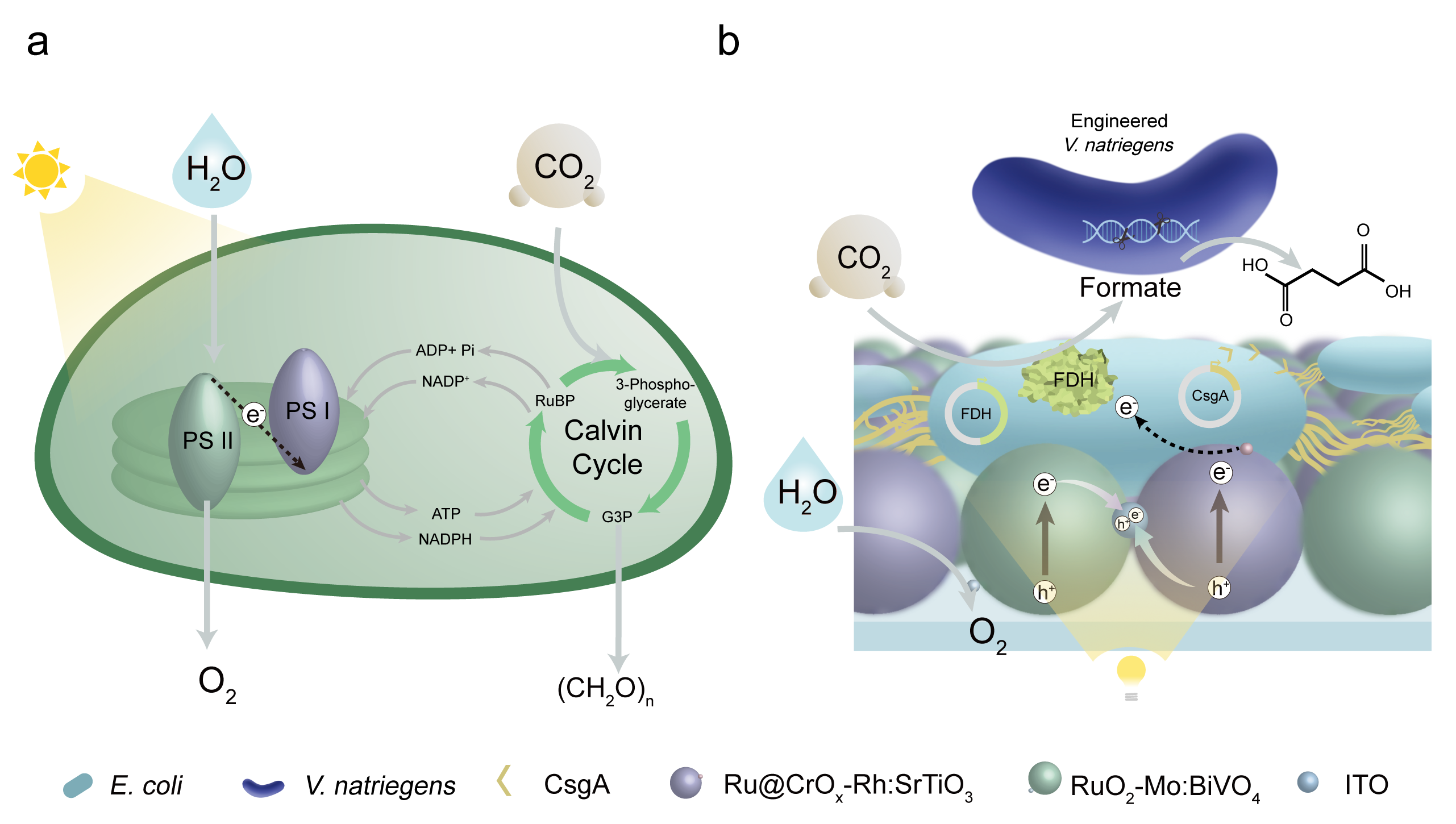 beat365在线体育app