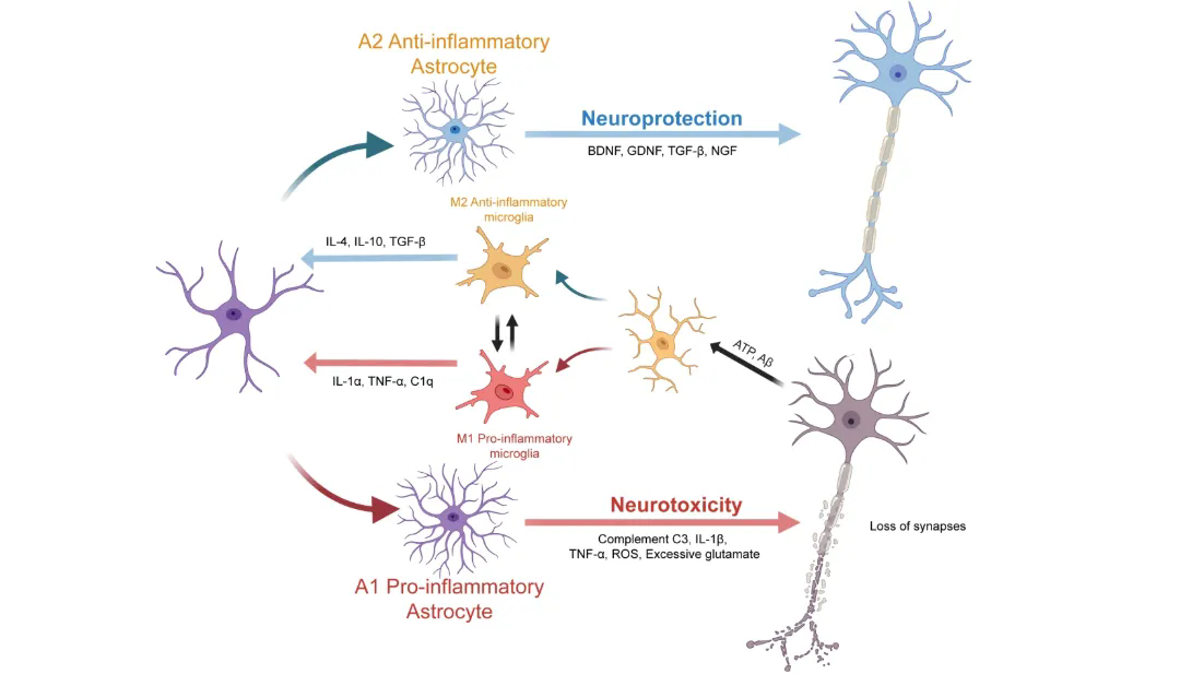 beat365在线体育app
