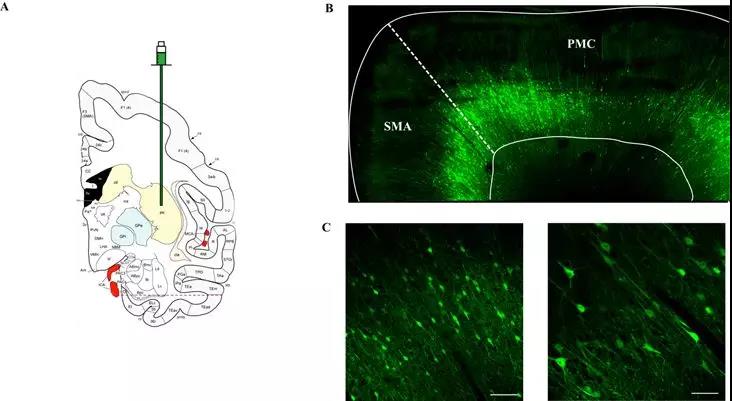 beat365在线体育app